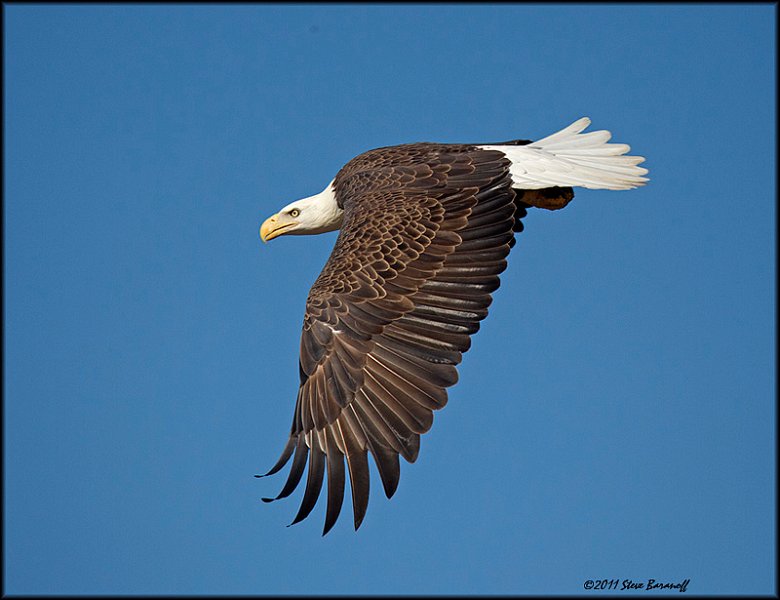 _1SB7616 american bald eagle.jpg